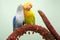 A pair of lovebirds are perched on the weft of the anthurium flower on a light green background.