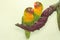 A pair of lovebirds are perched on the weft of the anthurium flower on a light green background.