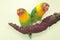 A pair of lovebirds are perched on the weft of the anthurium flower on a light green background.