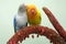 A pair of lovebirds are perched on the weft of the anthurium flower on a light green background.