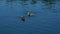 Pair of lovebirds in water close-up. Two wild grey ducks are swimming in river or lake. Wild birds wash and clean their