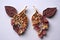 pair of lungs made from delicate rose petals, symbolizing the beauty and fragility of life