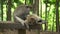 A pair of macaques rests in the park on a bench