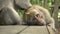 A pair of macaques rests in the park on a bench