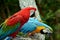 Pair macaw sitting on branch