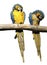 Pair of macaws