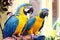 Pair of Macaws