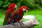 Pair Macaws