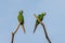 Pair of macaws perched on the top of a dry tree