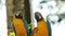 Pair of macaws on white background in Ecuadorian amazon. Common names: Guacamayo or Papagayo