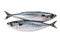 Pair of a mackerel, isolated on a white.