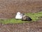 The pair Magellan Goose, Chloephaga picta, Volunteer point, Falkland Islands - Malvinas