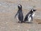 A pair of Magellanic Penguin, Spheniscus magellanicus on nesting burrows, Isla Magdalena, Patagonia, Chile