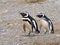 A pair of Magellanic Penguin, Spheniscus magellanicus on nesting burrows, Isla Magdalena, Patagonia, Chile