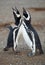 Pair of magellanic penguins