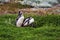 A pair of Magellanic penguins in flowering tundra