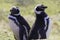 Pair of Magellanic penguins. Gypsy Cove, Falkland Islands.