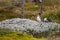 A pair of Magellanic penguins standing at the fence