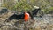 Pair of magnificent frigatebirds on isla genovesa in the galapagos