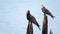 A pair of Magnificent Frigatebirds rest on an old bridge remains