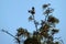 A pair of Magpie-Larks (Grallina cyanoleuca) on a tree