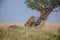 Pair of majestic lions crawling down a tree in the African Savannah