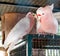 Pair of Major mitchell\'s cockatoo