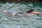 Pair of male California sea lions swim