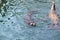 Pair of male California sea lions swim