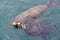 Pair of male California sea lions swim