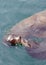 Pair of male California sea lions swim