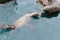 Pair of male California sea lions swim