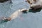 Pair of male California sea lions swim