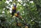 Pair of male and female Australian native Rainbow Lorikeets