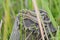 A pair of male and female common or viviparous lizards bask atop a wooden post hidden amongst long reeds and grass