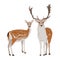 Pair of male and female European fallow deer. Deer Dama dama.