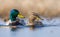 Pair of Male and female mallards swimming together with turned heads over some waterpond