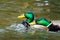 Pair of male Mallard drakes fighting over territory.