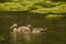 Pair of Male Mallards in Eclipse Plumage