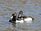 Pair of Male Ring necked Diving Ducks Wading in a Pond