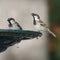 Pair of Male Spanish Sparrows Drinking from Iron Fountain