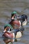 Pair of male Wood Ducks