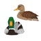 Pair of Mallard duck Anas platyrhynchos. Duck and drake float on the water