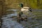 A Pair Of Mallard Ducks, Anas platyrhynchos, Five Rivers Environmental Center, Delmar, New York