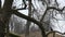 Pair mallard ducks Anas platyrhynchos on old tree in spring