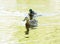 Pair of Mallard ducks - Anas platyrhynchos - in yellow water, be