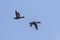 Pair of Mallard Ducks in cloudless blue sky