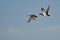 Pair of Mallard Ducks Flying in a Blue Sky