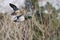 Pair of Mallard Ducks Flying Past the Snow Filled Winter Woods