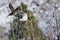 Pair of Mallard Ducks Flying Past the Snow Filled Winter Woods